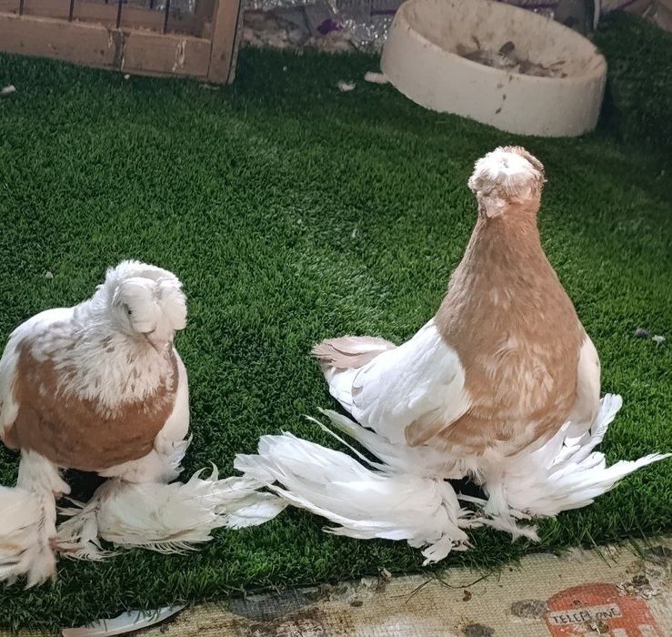 Kabutar Golubi sotiladi