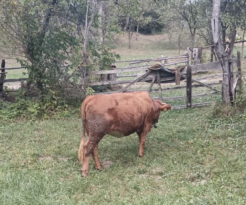 Vaca de vanzare gestanta