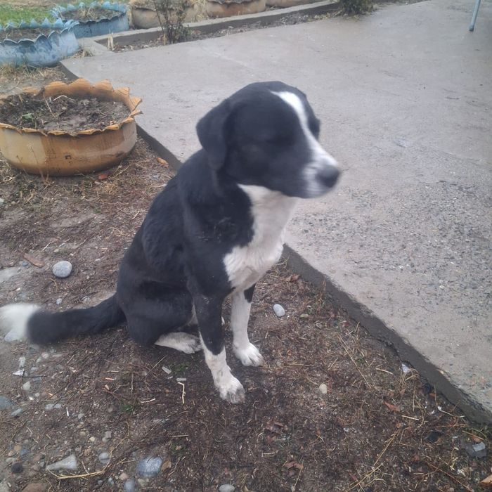 Тегін ит беремін