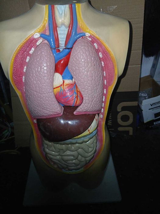 Model anatomic trunchi uman cu organe detasabile