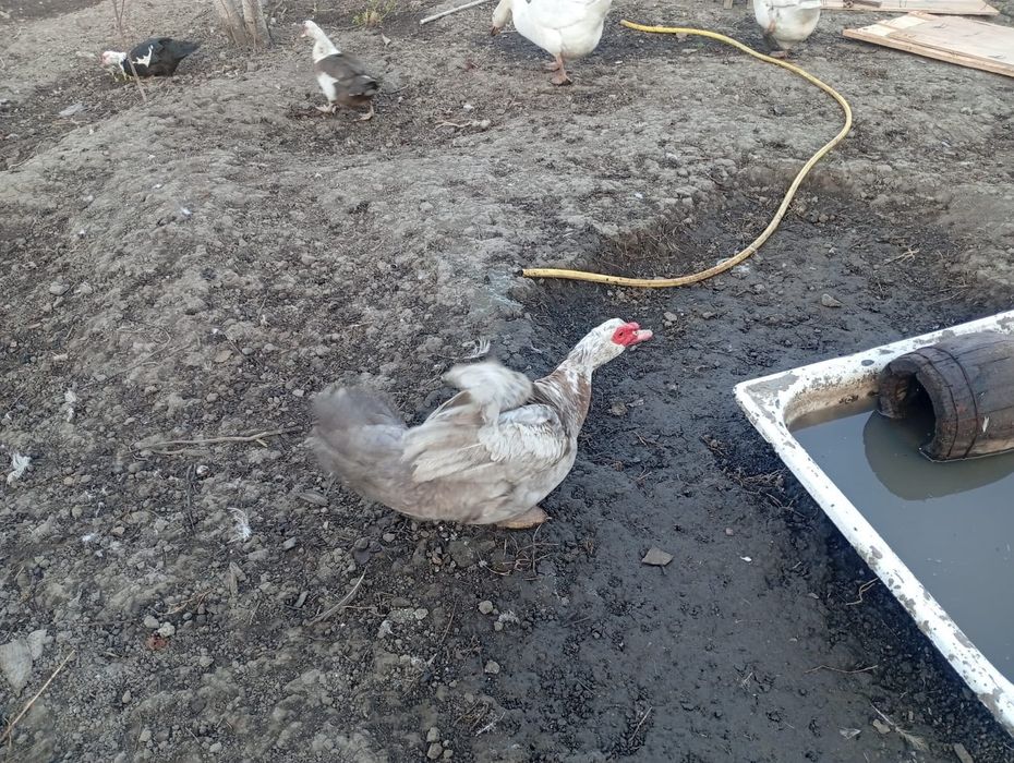 Продам гусей и утки