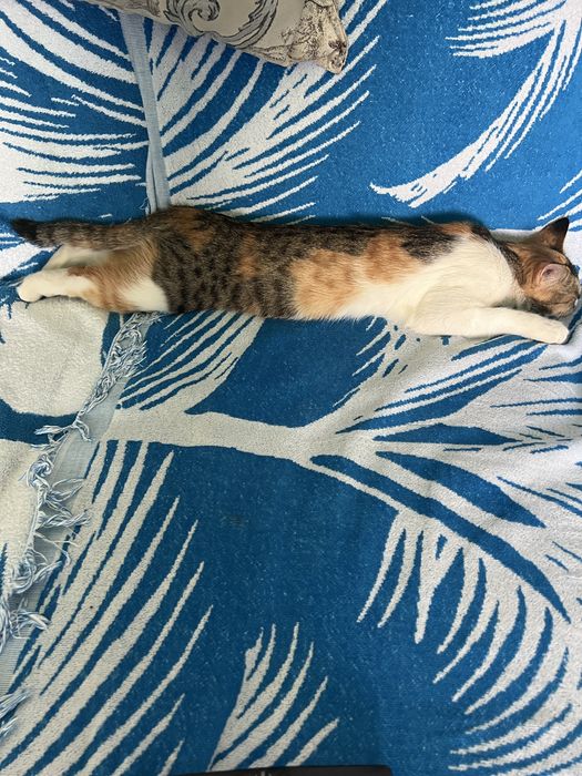Не проходите мимо Пропала кошка ,стерилозования