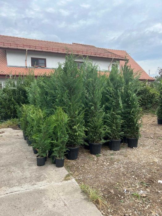 Leylandii Vesnic Verde pentru Curte si Gradina