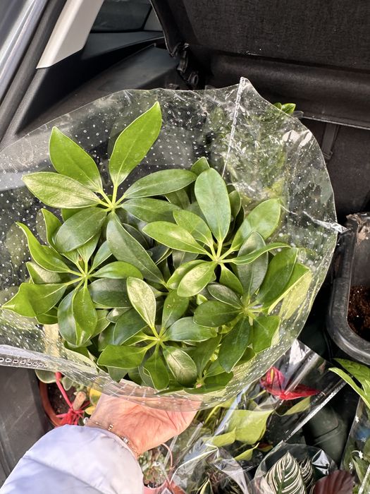 Комнатные цветы по 3500