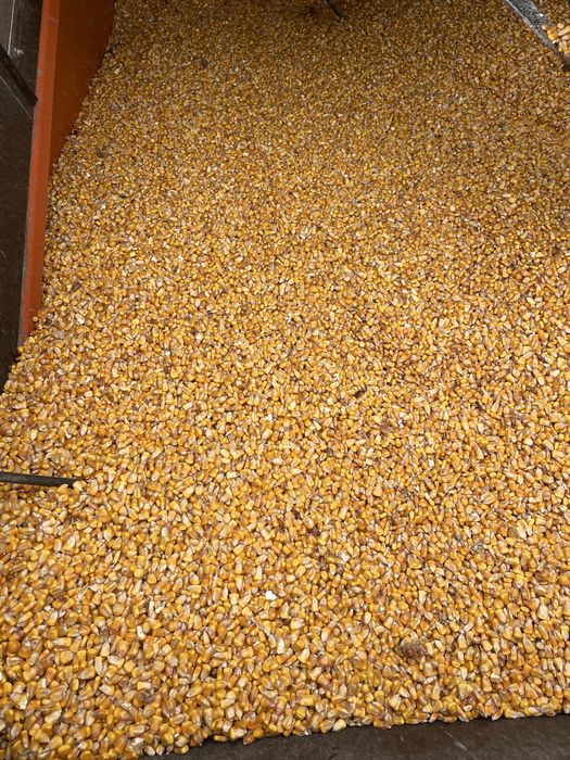 Porumb boabe, productie 2025