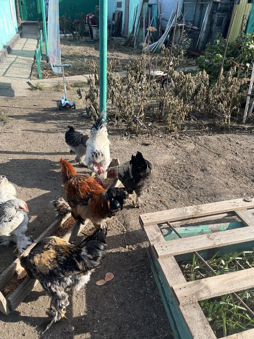 Продам  петухов