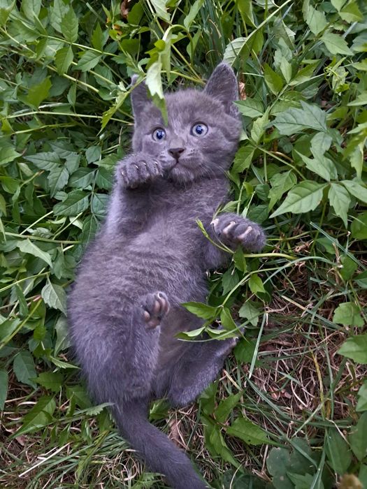 Puiuți de pisică spre adopție