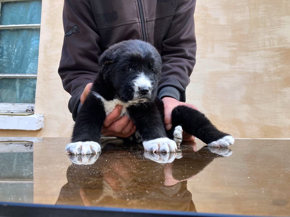 Щенок Туркменского Алабая ( чистокровный )