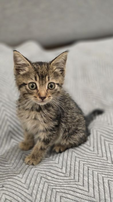 Отдам котёнка в добрые руки!
