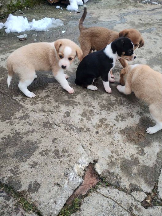 Подарявам кученца