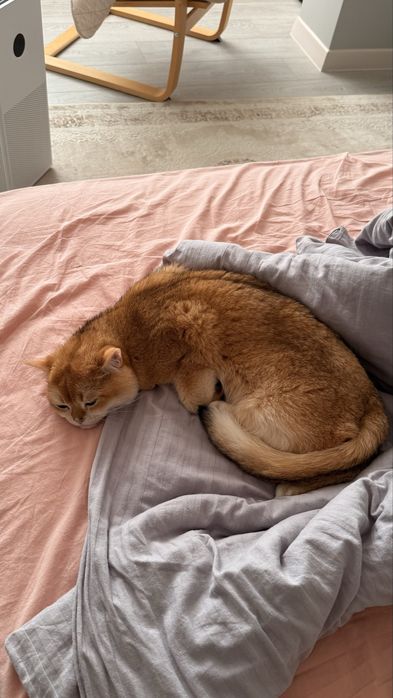 Продам Кота, британская шиншила