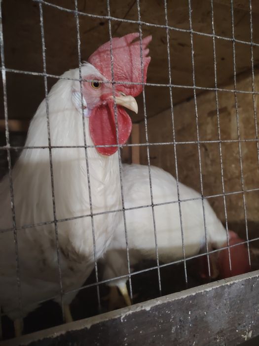 Продаются петушки Легорн.