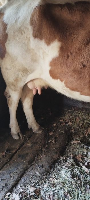 Vaca tinara de vânzare