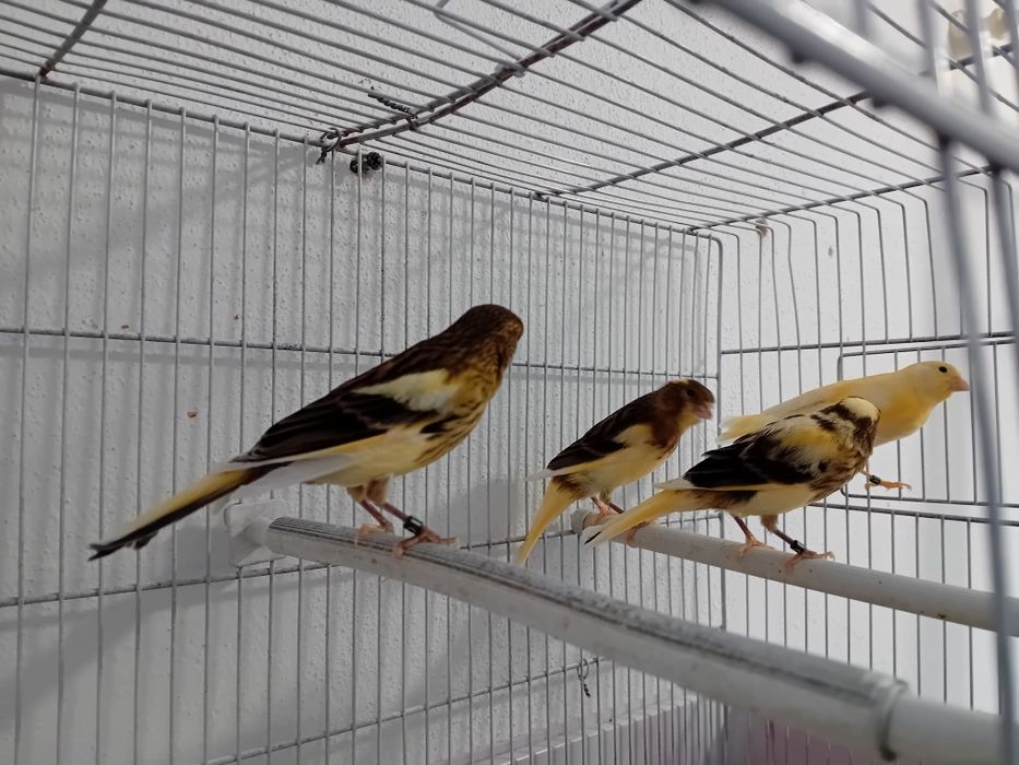 Canari timbrado  spaniol