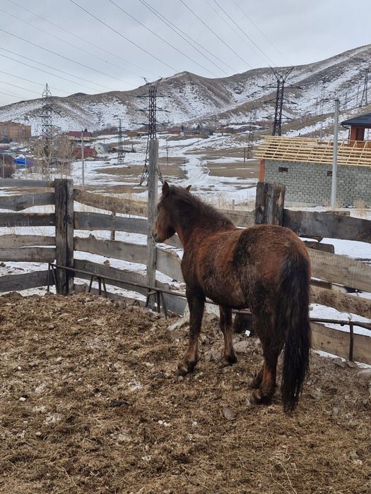 Бие (кобыла) 4жасар(года)