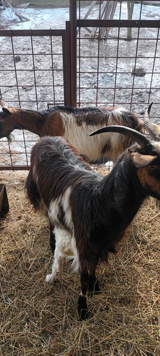 Vand 2 capre  ,una gestanta  la adoua fatare ,iar una trebuie sa fetee