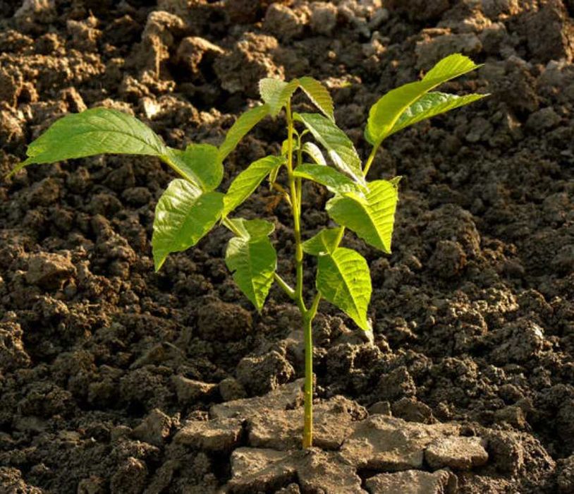 Орехи фундук лещина грецкий