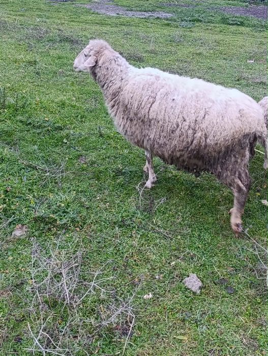 Продавам 3  овце