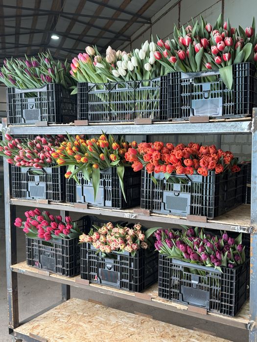 Свежие тюльпаны 420тг!/шт