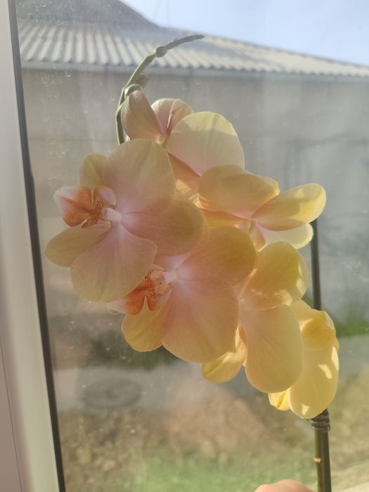 Цветочки орхидея