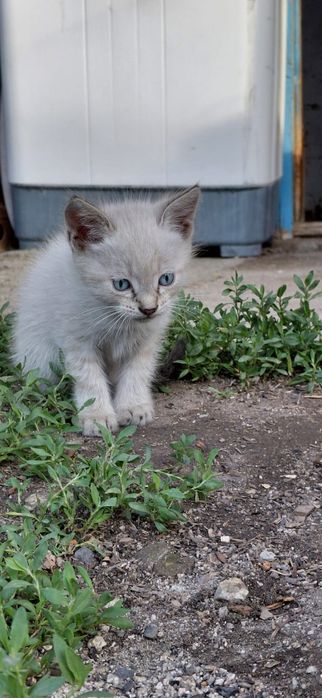 Отдам котят бесплатно