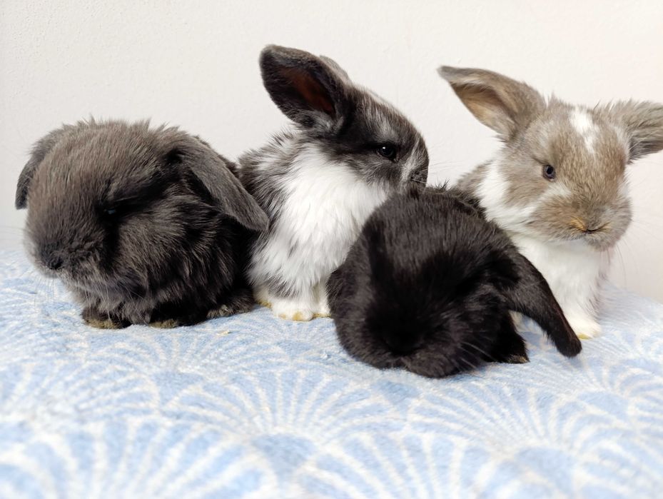 Iepurași mici | Iepuri | rasa Berbec German