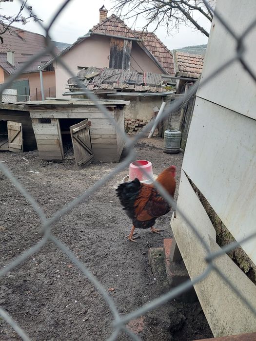 Cocos wyandotte Gsg.