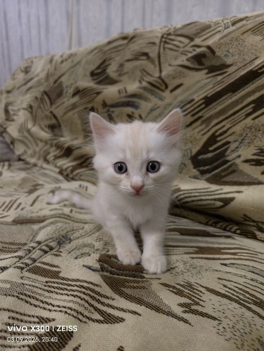 Отдам котят даром.