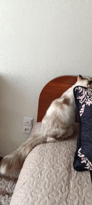 Отдаю красивую кршечку