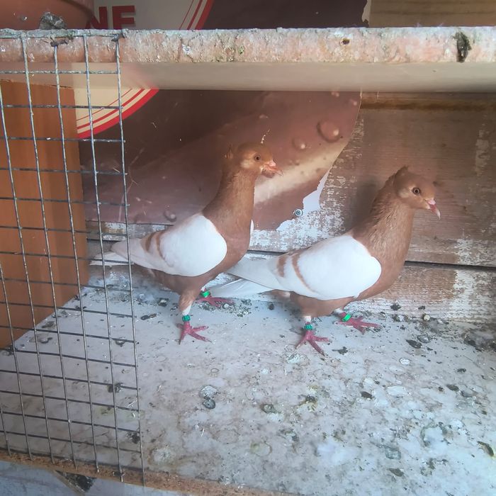 Porumbei bronzați
