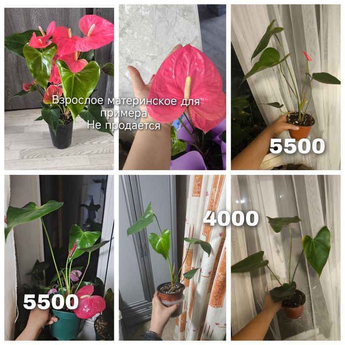 Мужское счастье антуриум