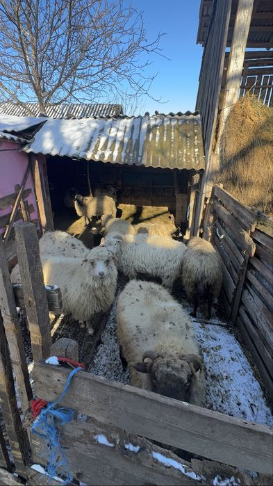 Vând 10 oi oacheșe cu 3 miei