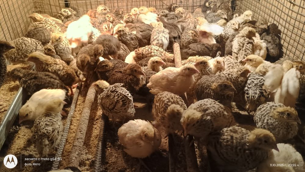 Оплодени яйца от пъдпъдъци