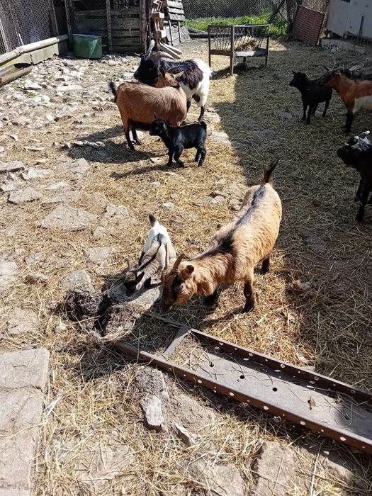 Мини декоративни козички