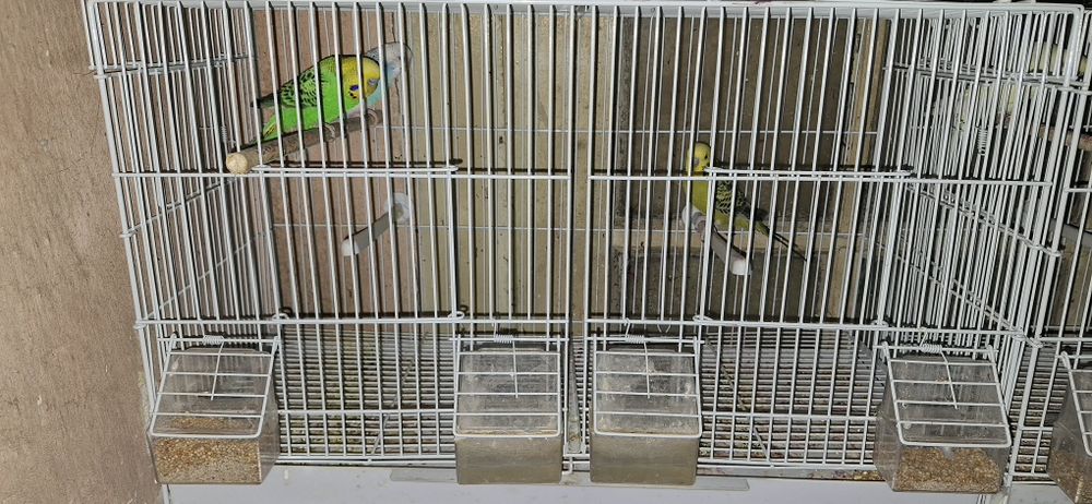 Vând peruși  60 de lei bucata