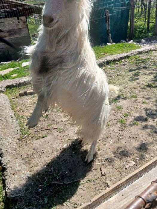 bak kecske eladó. Capră de vânzare