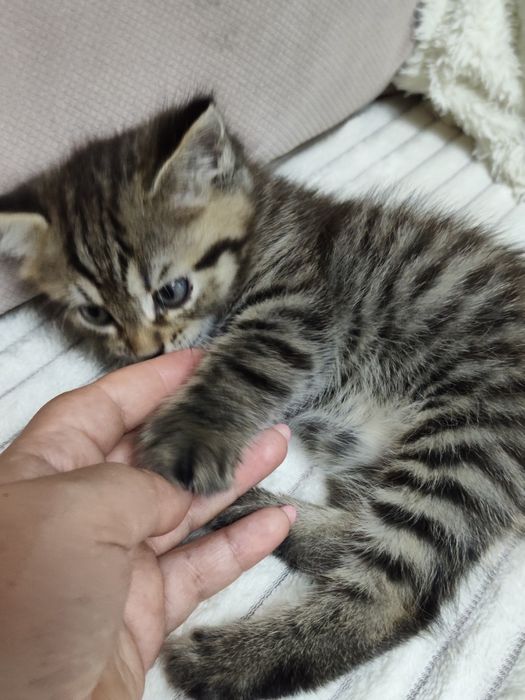 Продам котенка девочку