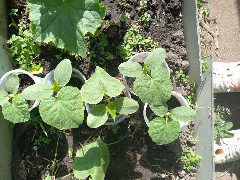 Продам рассаду недорого