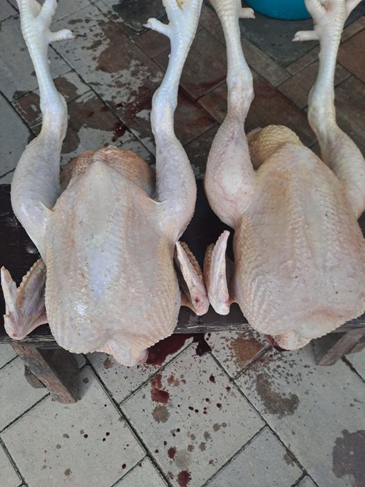 Pui de carne vii sau carcasă