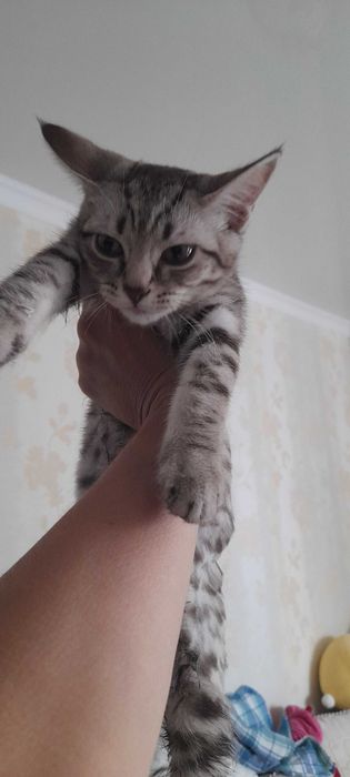 Котенка в добрые руки