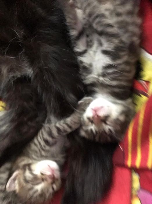 Американский керл