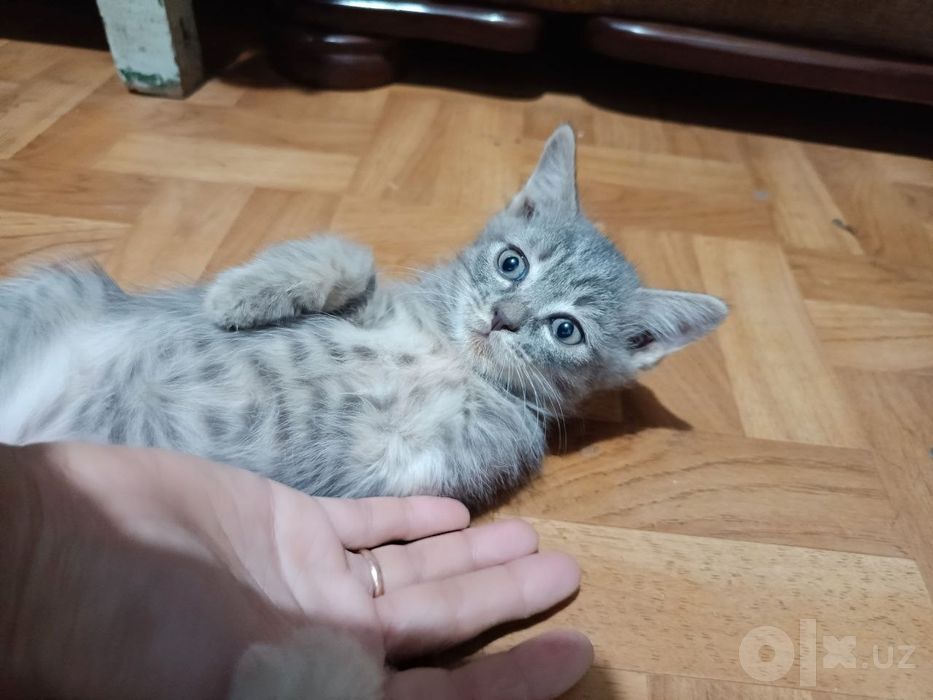Отдам даром кошечек