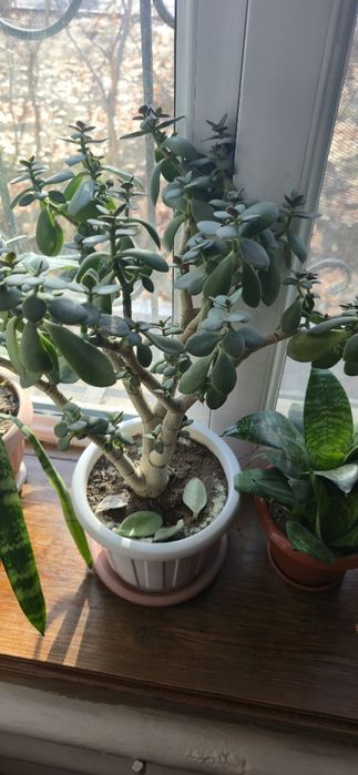 Продаются комнатные растения