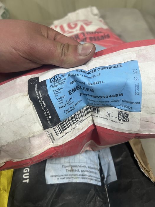 Продам семена кукурузы