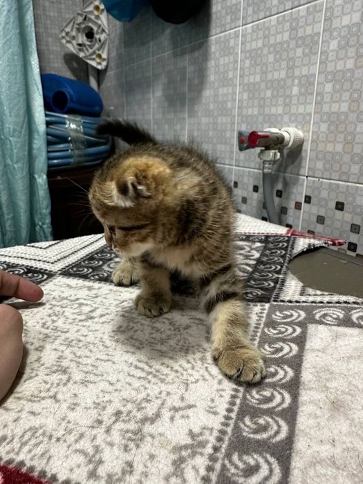 Seribristiy shinshila bn Zalatistiy shinshiladan chiqan mushula