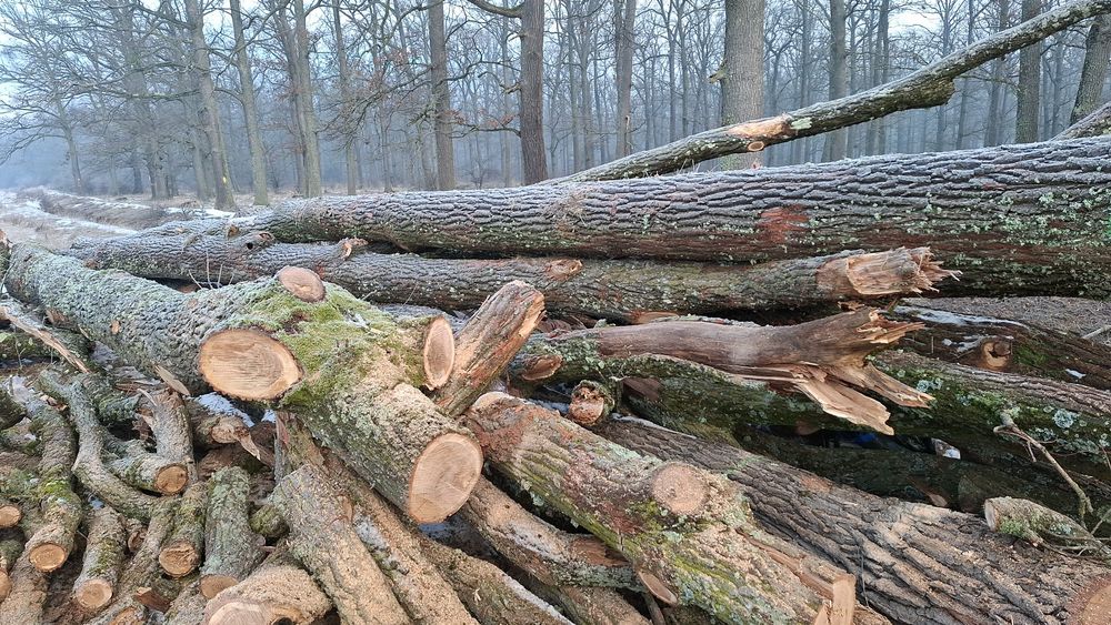 Vand lemn foc de stejar