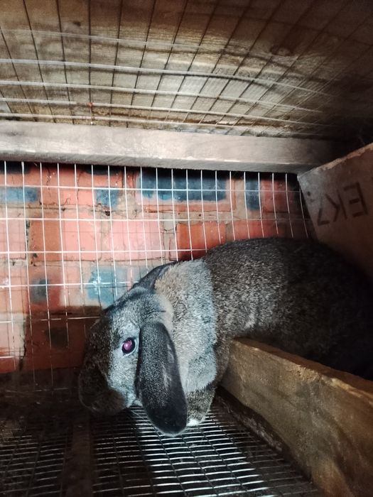 Продам кроликов разных возрастов.