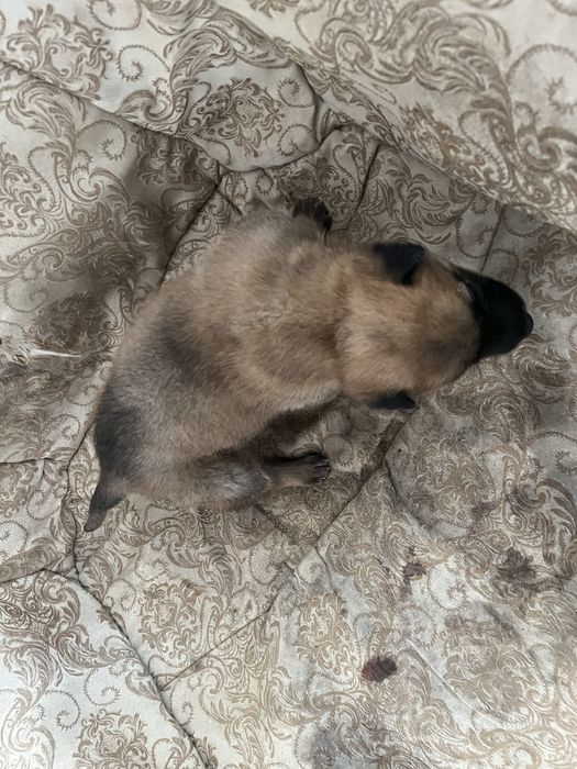 Щенок бельгийской овчарки