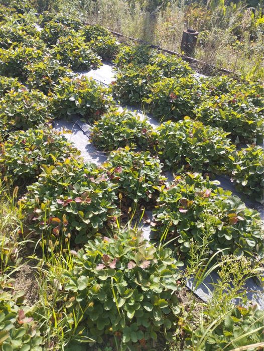 Продам дачу. 10 соток