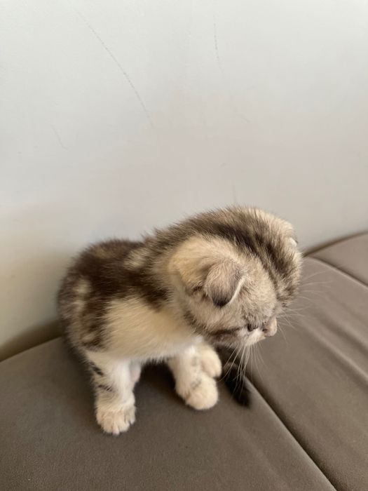 Шотландский котенок вислоухий